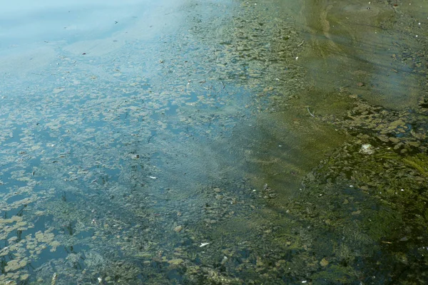 Pond Water Algae Bloom Stink Ecological Disaster Pond — Fotografia de Stock