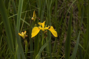 Çiçek açan sarı bir iris çiçeği (sözde) veya bataklıkta sarı bir bayrak dalgalanıyor.