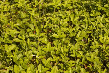 Bush of wild strawberries in the forest. Green strawberries and white flowers on a wild meadow, close-up