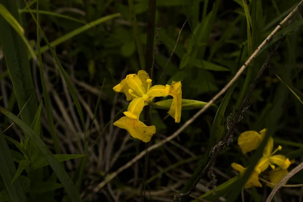 Blooming Yellow Iris Flower Pseudacor Yellow Flag Grows Swamp — Fotografia de Stock