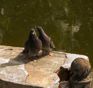 Bir çift vahşi, kentsel güvercin (Columba livia domesica) dönemde gelişen Kur.