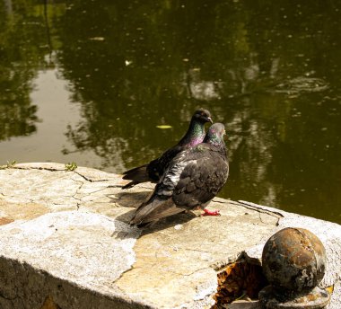 Bir çift vahşi, kentsel güvercin (Columba livia domesica) dönemde gelişen Kur.