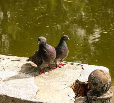Bir çift vahşi, kentsel güvercin (Columba livia domesica) dönemde gelişen Kur.