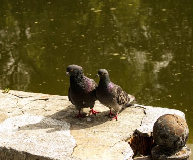 Bir çift vahşi, kentsel güvercin (Columba livia domesica) dönemde gelişen Kur.