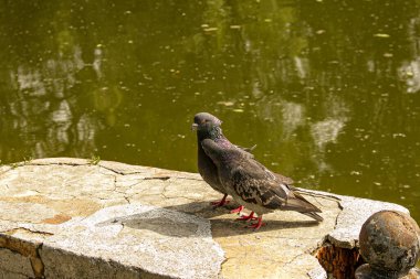 Bir çift vahşi, kentsel güvercin (Columba livia domesica) dönemde gelişen Kur.