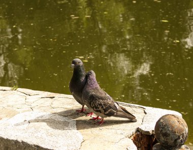 Bir çift vahşi, kentsel güvercin (Columba livia domesica) dönemde gelişen Kur.