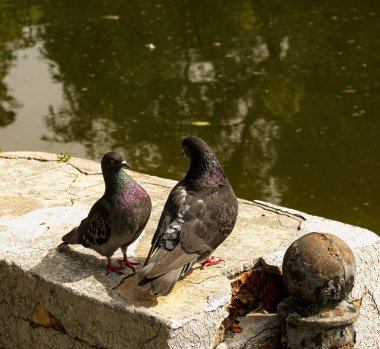 Bir çift vahşi, kentsel güvercin (Columba livia domesica) dönemde gelişen Kur.