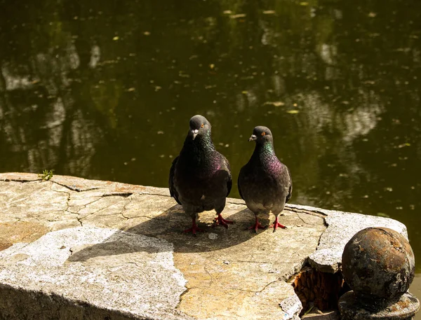 Paio Piccioni Selvatici Urbani Columba Livia Domesica Nel Periodo Del — Foto Stock