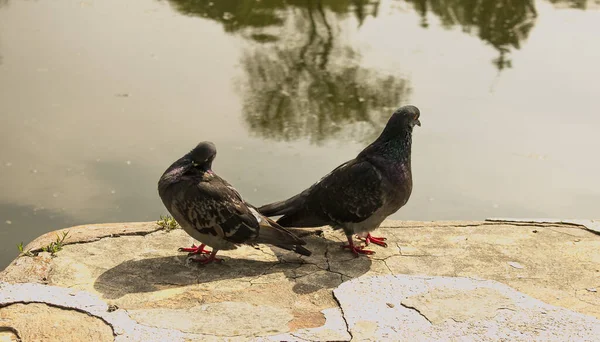 Een Paar Van Wild Stedelijke Duiven Columba Livia Domesica Periode — Stockfoto