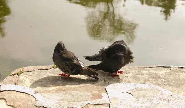 Pair Wild Urban Pigeons Columba Livia Domesica Period Courtship — Stock Photo, Image