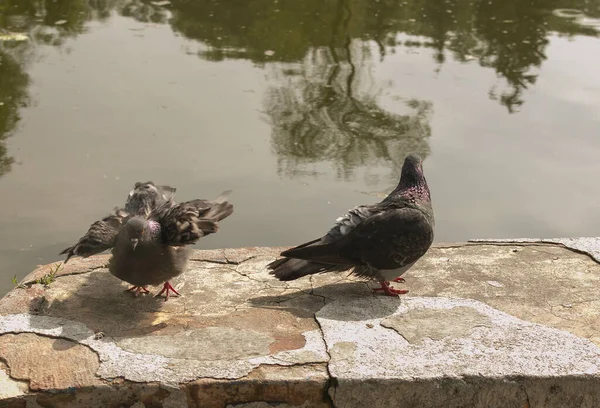 Een Paar Van Wild Stedelijke Duiven Columba Livia Domesica Periode — Stockfoto