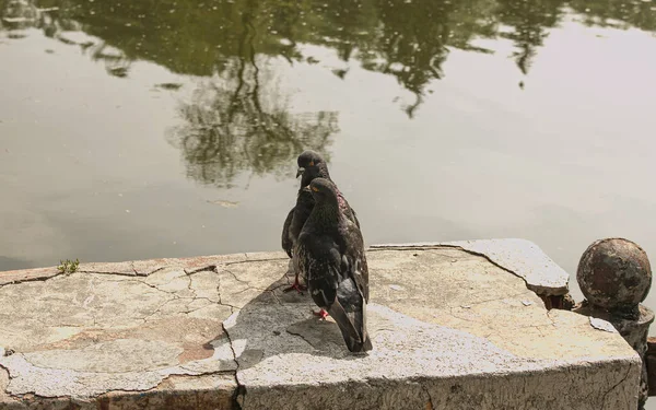 Par Pombos Selvagens Urbanos Columba Livia Domesica Período Namoro — Fotografia de Stock