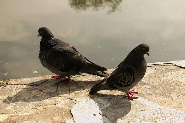 동안에 비둘기 비둘기 리비아 Domesica — 스톡 사진