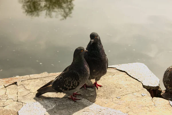 Bir Çift Vahşi Kentsel Güvercin Columba Livia Domesica Dönemde Gelişen — Stok fotoğraf
