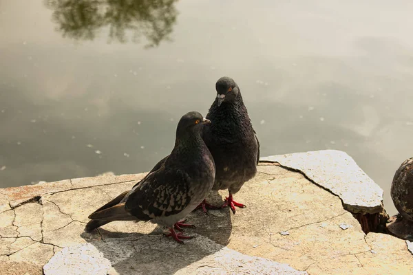 Par Pombos Selvagens Urbanos Columba Livia Domesica Período Namoro — Fotografia de Stock