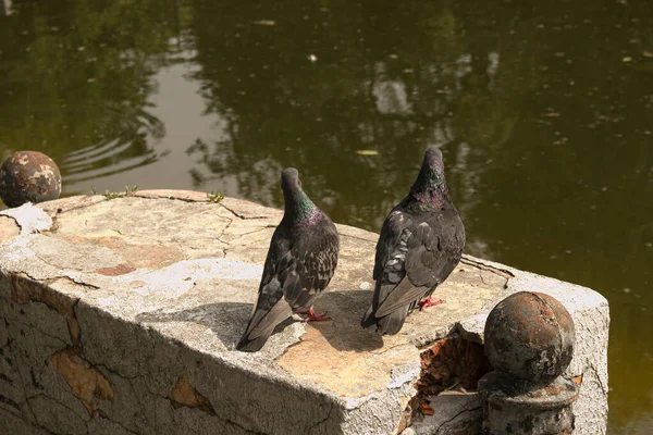 동안에 비둘기 비둘기 리비아 Domesica — 스톡 사진
