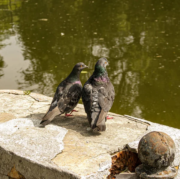 Paio Piccioni Selvatici Urbani Columba Livia Domesica Nel Periodo Del — Foto Stock