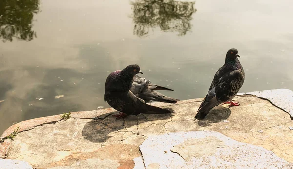 Par Pombos Selvagens Urbanos Columba Livia Domesica Período Namoro — Fotografia de Stock