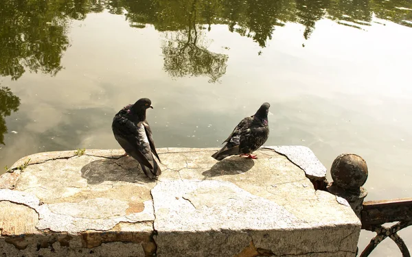 Par Palomas Salvajes Urbanas Columba Livia Domesica Período Cortejo —  Fotos de Stock