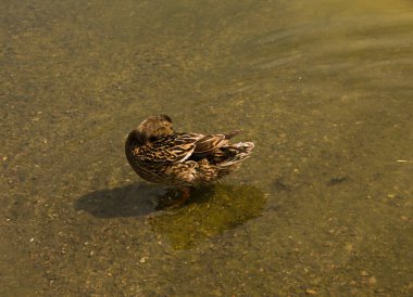 Mallard ördeği gölette yüzüyor. Ördek nehirde yüzüyor ve yiyecek arıyor. Göçmen kuşların göçü. Vahşi doğadaki hayvan davranışları. Hayvanların gözlemlenmesi.