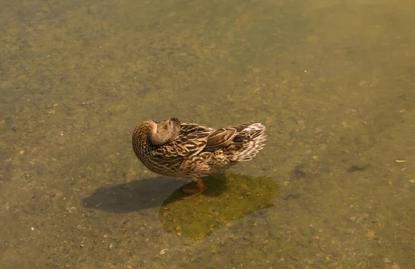 라드오리는 연못에서 헤엄치고 있습니다 오리는 있다가 먹이를 다닙니다 철새들의 동물의 — 스톡 사진