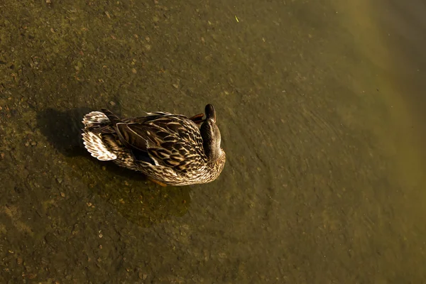 Mallard Duck Swimming Pond Duck Floating River Look Food Migration — Fotografia de Stock