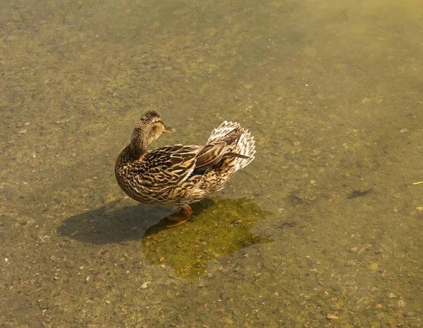 Mallard Kacsa Úszik Tóban Kacsa Lebeg Folyóban Élelmet Keres Vonuló — Stock Fotó