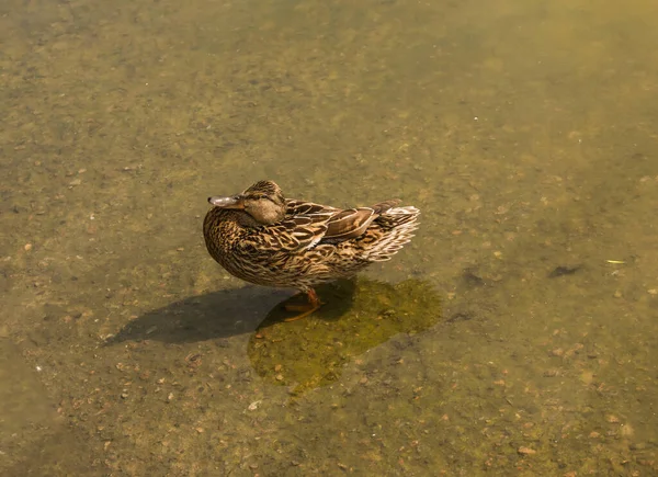 Mallard Duck Swimming Pond Duck Floating River Look Food Migration — Foto Stock