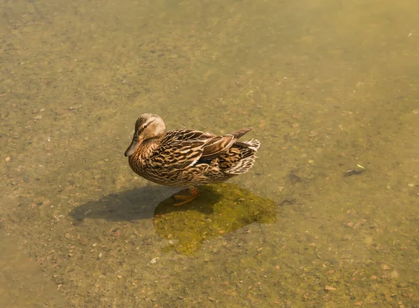 Mallard ördeği gölette yüzüyor. Ördek nehirde yüzüyor ve yiyecek arıyor. Göçmen kuşların göçü. Vahşi doğadaki hayvan davranışları. Hayvanların gözlemlenmesi.