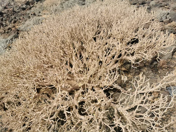 Trockener Kreisförmiger Wüstenbusch Bekannt Als Tumbleweed Oder Russische Distel Trommelkraut — Stockfoto