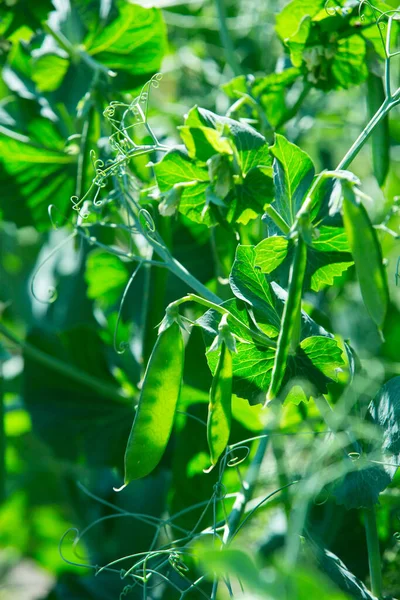 A bush with green peas. Green pea pods. Growing peas in the country garden.