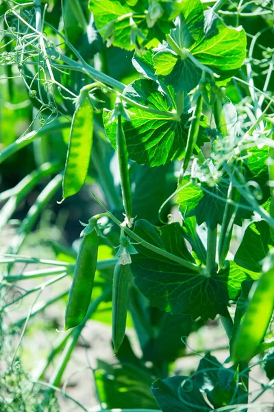 Arbusto Com Ervilhas Verdes Cascas Ervilha Verde Cultivo Ervilhas Jardim — Fotografia de Stock