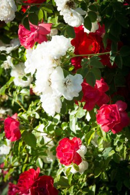 Arka plan olarak, çiçek açan parlak kırmızı ve beyaz yabani güllerin (yaban gülü) ve yeşil yaprakların seçici odak noktası.