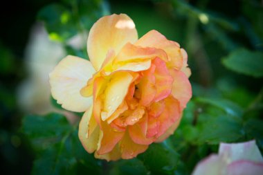 Çiçeklenen narin gülün tomurcuğu. Gül yaprakları yakın. Doğanın lüks çiçeği. Çiçek açan bahçeler.