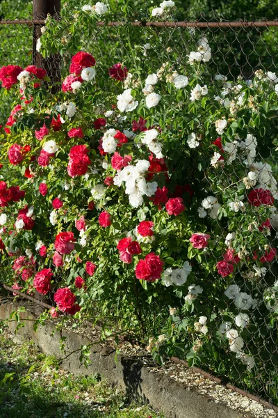 Selective Focus Blooming Bright Red White Wild Roses Wild Rose — Stock Fotó