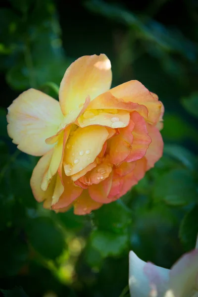 Bud Blossoming Delicate Rose Rose Petals Close Luxury Flower Nature — Stock Fotó