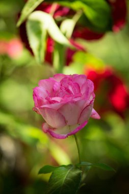 Çiçeklenen narin gülün tomurcuğu. Gül yaprakları yakın. Doğanın lüks çiçeği. Çiçek açan bahçeler.