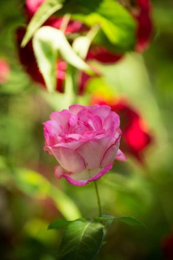 Çiçeklenen narin gülün tomurcuğu. Gül yaprakları yakın. Doğanın lüks çiçeği. Çiçek açan bahçeler.