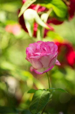 Çiçeklenen narin gülün tomurcuğu. Gül yaprakları yakın. Doğanın lüks çiçeği. Çiçek açan bahçeler.