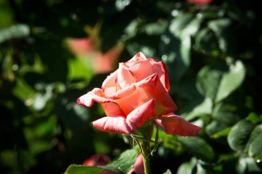 Çiçeklenen narin gülün tomurcuğu. Gül yaprakları yakın. Doğanın lüks çiçeği. Çiçek açan bahçeler.