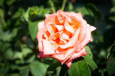 Çiçeklenen narin gülün tomurcuğu. Gül yaprakları yakın. Doğanın lüks çiçeği. Çiçek açan bahçeler.