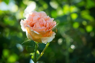 Çiçeklenen narin gülün tomurcuğu. Gül yaprakları yakın. Doğanın lüks çiçeği. Çiçek açan bahçeler.