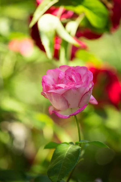 Bud Rosa Delicada Florescente Pétalas Rosa Fechadas Flor Luxo Natureza — Fotografia de Stock