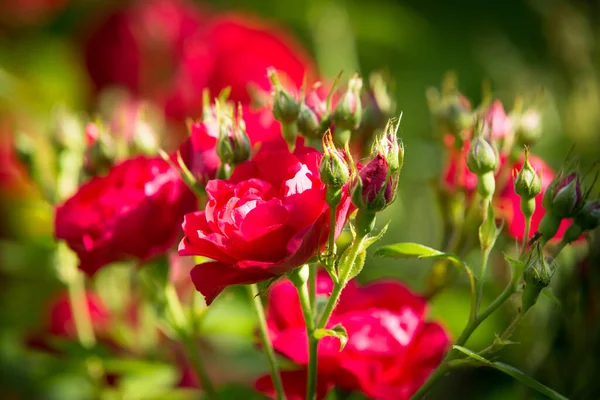 Red roses on a background of green leaves. Blooming delicate roses in the city garden.