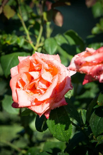 Bud Blossoming Delicate Rose Rose Petals Close Luxury Flower Nature — Stock Fotó