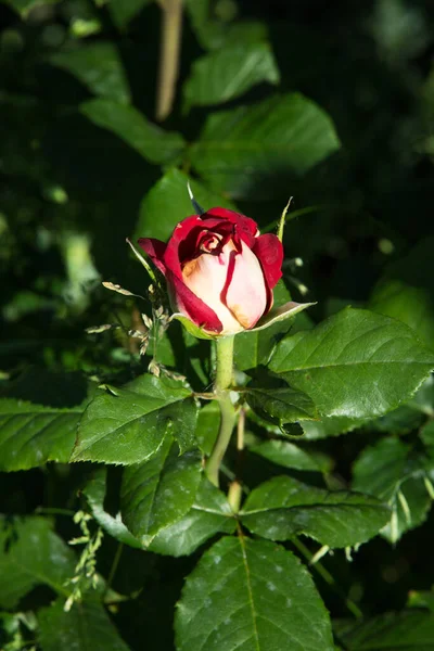 Bud Rosa Delicada Florescente Pétalas Rosa Fechadas Flor Luxo Natureza — Fotografia de Stock