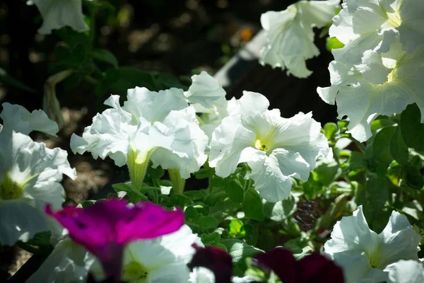 明るいペチュニアの花 ペチュニアの花の背景 — ストック写真