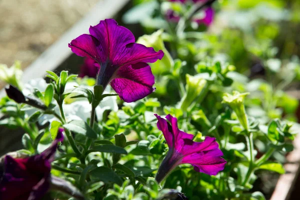 Flores Brillantes Petunia Fondo Flores Petunia —  Fotos de Stock