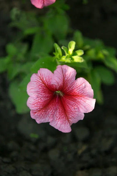 Fényes Petúnia Virágok Petúnia Virágainak Háttere — Stock Fotó