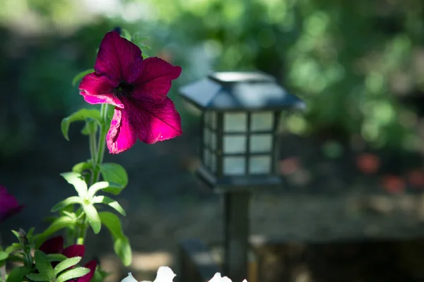 明るいペチュニアの花 ペチュニアの花の背景 — ストック写真